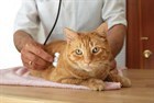 Особенности диеты кошек при мочекаменной болезни. Особенности диеты кошек при мочекаменной болезни.