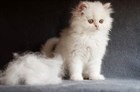 Особенности ухода за кошкой в периоды линьки. Особенности ухода за кошкой в периоды линьки.