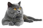 Средства для чистки зубов у кошек. Средства для чистки зубов у кошек.