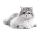Виды туалетных лотков для кошек Виды туалетных лотков для кошек
